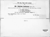 Calycina herbarum image